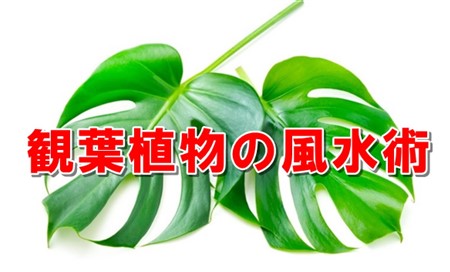 写真の風水で運気アップ！良い撮り方と場所別・効果的な飾り方１１選